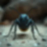 ANT 코인: 디지털 자산의 새로운 지평 Introduction
